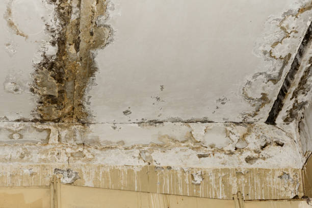 Best Biohazard Mold Removal  in Pupukea, HI
