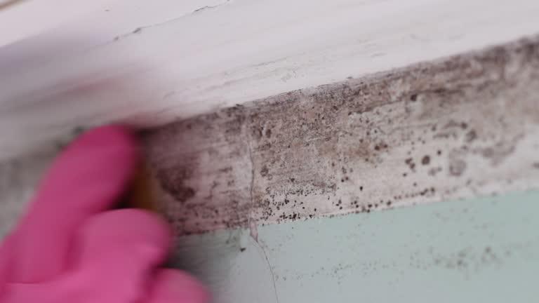 Best Dehumidification Services  in Pupukea, HI